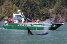 Wild Whale Watching Experience - Open Air Vessel