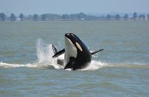 Wild Whale Watching Experience - Open Air Vessel