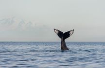 Wild Whale Watching Experience - Open Air Vessel