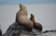 Wild Whale Watching Experience - Open Air Vessel