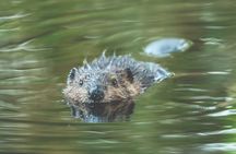 2-Hour Wildlife & Nature River Cruise on the Beautiful Willamette