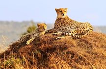 3 Days 2 Nights Masai Mara Joining Safari From Nairobi