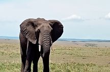 3 Days 2 Nights Masai Mara Joining Safari From Nairobi