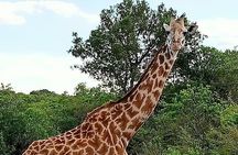 3 Days 2 Nights Masai Mara Joining Safari From Nairobi