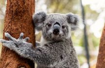 Sydney Taronga Zoo's Aussie Backyard Adventure Tour