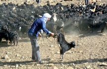 3 Days Homestay with Last Berber Nomads in The Atlas Mountains