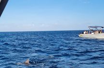 Snorkel with Dolphins, Lunch on Benitiers island, Speedboat 