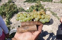 Santorini Private Highlights Tour & Wine Tasting with local guide