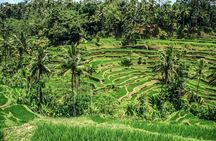 Ubud Tour: Monkey Forest - Temple - Waterfall & Rice Terrace