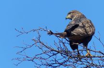Discovery Wildlife Safari