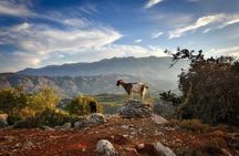 Knossos & Lasithi Plateau: Villages, Olive Oil Tour From Elounda