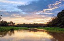 Private River Tour by Speedboat in the Amazon, Lily Pads & Nature
