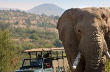 Tala Game Reserve Natal Lion Park and Phezulu Safari Park Tour