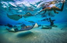 Grand Cayman Reef & Stingray City Snorkeling Adventure