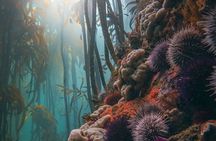 Kelp Forest Snorkeling in Cape Town