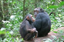 3 days Chimpanzee tracking Kibale Uganda