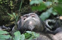 2 days Chimpanzee Tracking and Canopy Walk Nyungwe