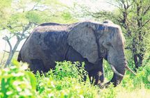 6 Days Private Safari Tarangire, Serengeti, and Ngorongoro crater