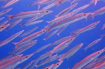 PADI Discover Scuba Diving for Beginners (Non Certified Divers)