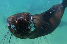 Seal Swimming Activity in Plettenberg Bay