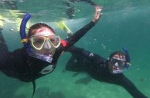 Seal Swimming Activity in Plettenberg Bay