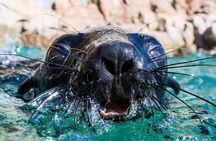Seal Swimming Activity in Plettenberg Bay