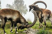 3 Days Trekking Simien Mountains Tours