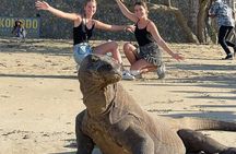 Explore Komodo and Swim with Whale Sharks