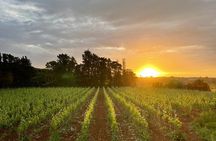 Historical Cellar Visit and Wine Tasting in Salento