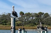 Private Charleston Dolphin and Eco Boat Tour