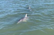 Private Charleston Dolphin and Eco Boat Tour