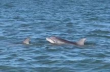 Private Charleston Dolphin and Eco Boat Tour