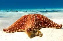 The Cozumel Turtle Sanctuary Snorkel Tour