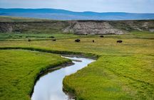 Private Yellowstone Highlights Tour