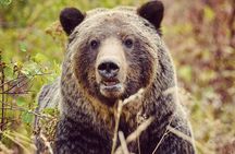 Private Yellowstone Highlights Tour