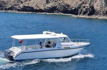 Muscat: 2hrs Dolphin Watching and Historic Coastline Boat Tour