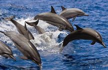 Muscat: 2hrs Dolphin Watching and Historic Coastline Boat Tour