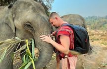 1 Day Eco Elephant Excursion