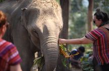 1 Day Eco Elephant Excursion