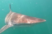 Cape Shark Diving Adventures 