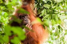 4 Day Jungle Adventure including 2 day trek