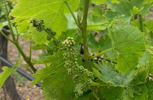 Kefalonia Wine Tour on E-Bikes