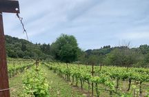 Kefalonia Wine Tour on E-Bikes