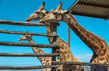 Big 5 Safari Aquila Full Day Private Return From Cape Town