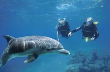 Full Day Private Boat Trip Dolphin House, Snorkeling - Hurghada