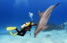 Full Day Private Boat Trip Dolphin House, Snorkeling - Hurghada