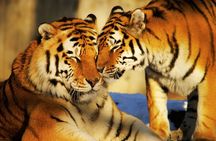 4 Day Golden Triangle Tour With Ranthambore Tiger Safari India