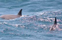 Private Speedboat Swim with Dolphins, Water Sports - Hurghada
