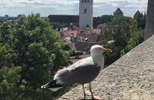 Half-Day Private Accessible City Tour in Tallinn