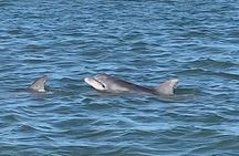 Private Charleston Sunset & Dolphin Cruise 